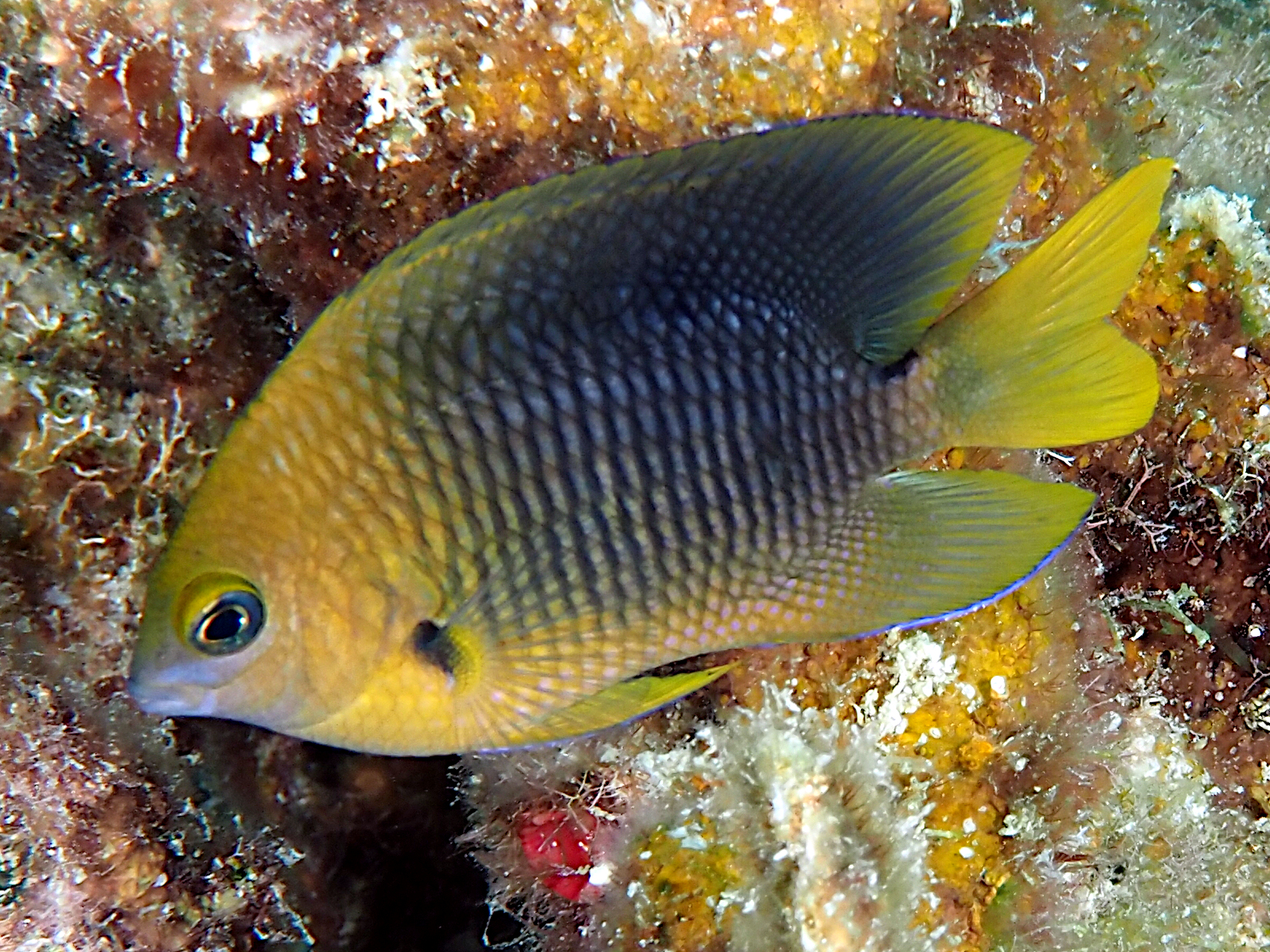 Threespot Damselfish - Stegastes planifrons