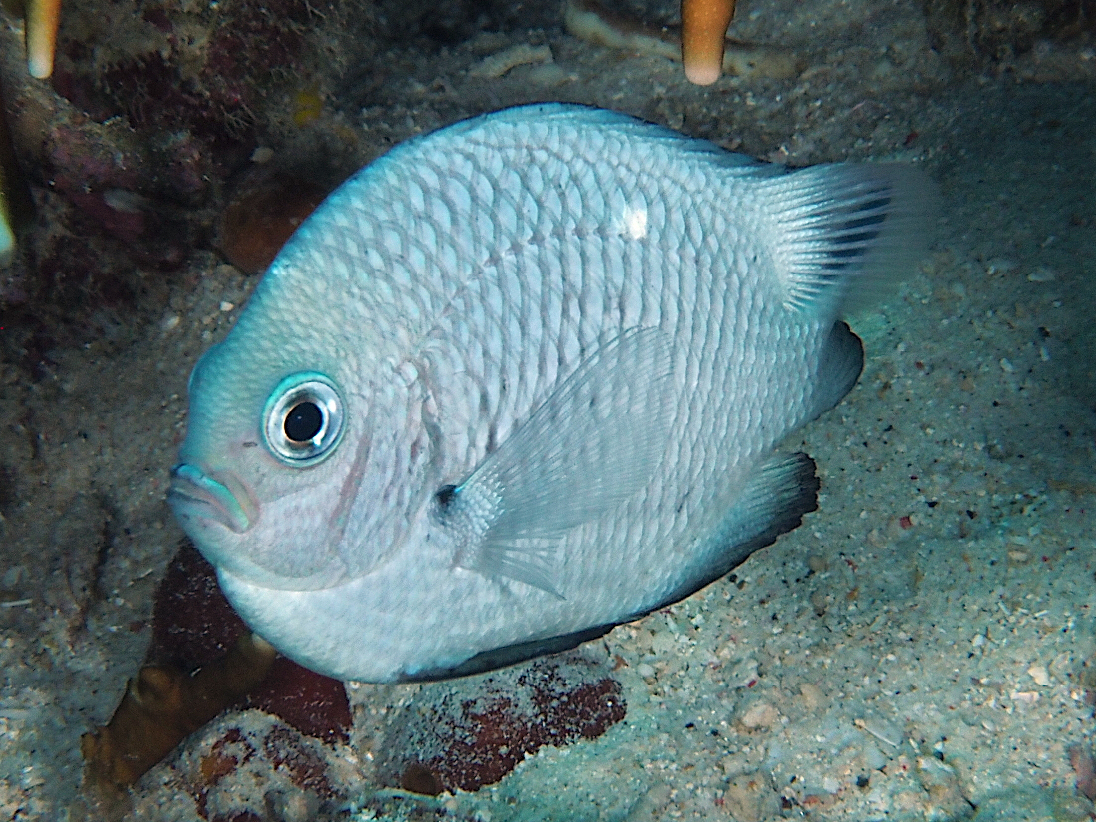 Threespot Dascyllus - Dascyllus trimaculatus