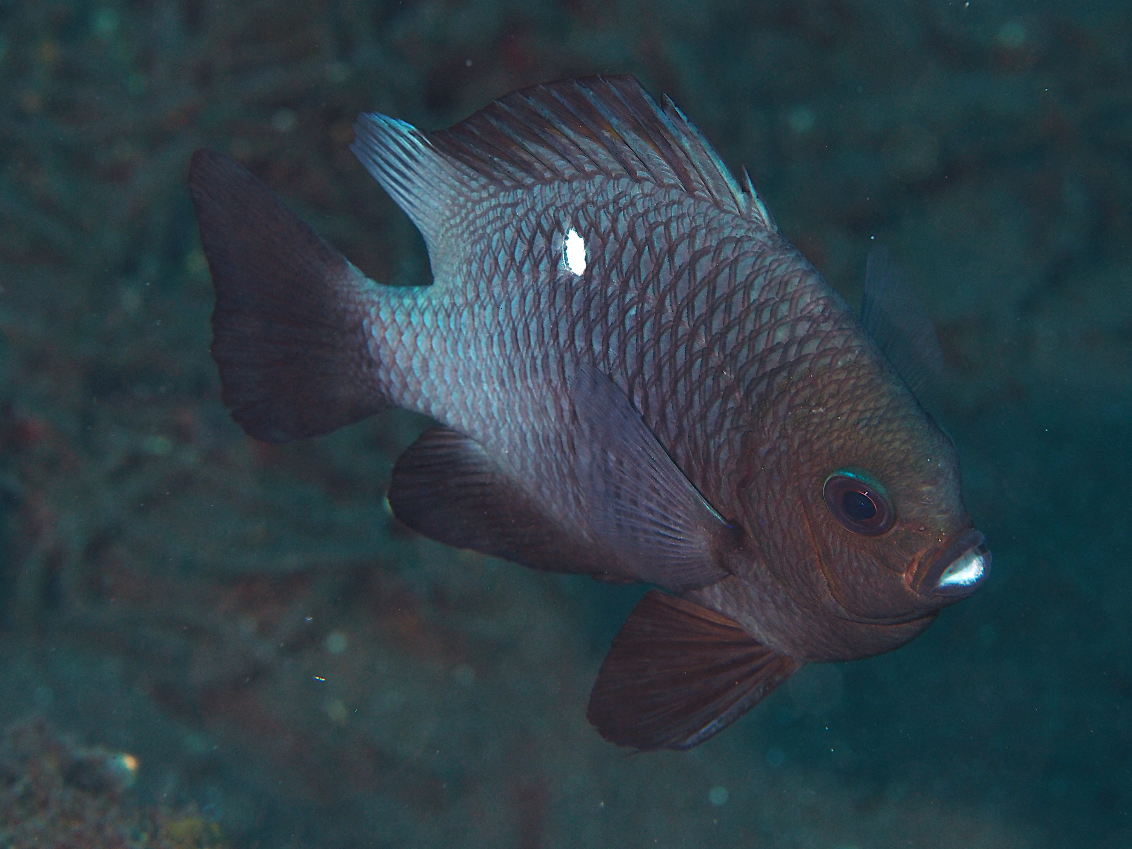 Threespot Dascyllus - Dascyllus trimaculatus