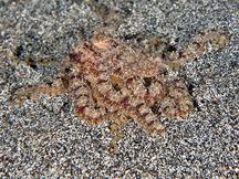 Abdopus sp. 3 - Abdopus sp. 3