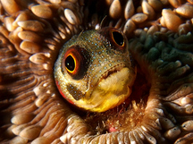 Mexican Barnacle blenny - Acanthemblemaria macrospilus