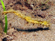 Shortpouch Pygmy Pipehorse - Acentronura tentaculata