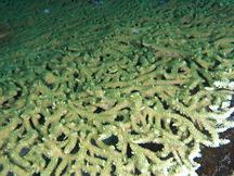 Lattice Table Coral - Acropora clathrata