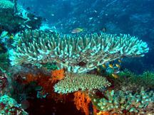 Acropora hoeksemai - Acropora hoeksemai