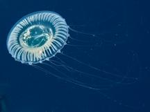 Jelly Hydromedusa - Aequorea forskalea