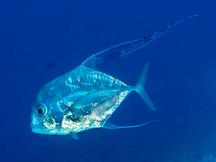African Pompano - Alectis ciliaris