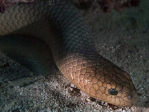 Olive Sea Snake - Aipysurus laevis