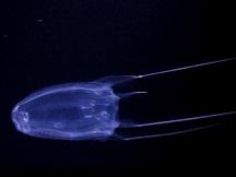 Sea Wasp - Alatina alata