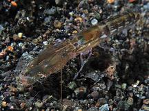 Pacific Snapping Shrimp - Alpheus cf. pacificus