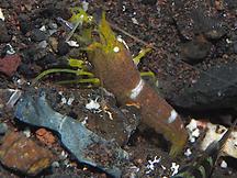 White Saddle Snapping Shrimp - Alpheus ochrostriatus