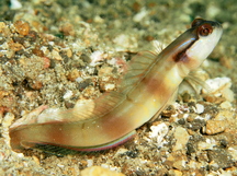 Nakedhead Shrimpgoby - Amblyeleotris gymnocephala