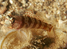 Broad-Banded Shrimpgoby - Amblyeleotris periophthalma