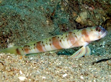 Steinitz's Shrimpgoby - Amblyeleotris steinitzi