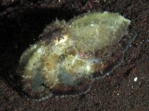 Plain-Spot Octopus - Amphioctopus exannulatus