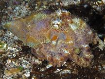 Amphioctopus sp. 1 - Amphioctopus sp. 1