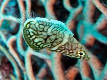 Whitespotted Wrasse - Anampses melanurus
