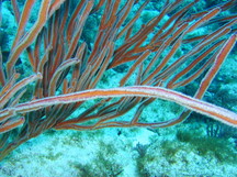 Angular Sea Whip - Pterogorgia anceps
