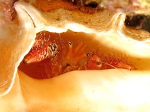 Hopper's Hermit Crab - Aniculus hopperae