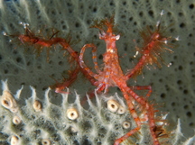 Curved-Nose Neck Crab - Anisonotus curvirostris