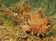 Striated Frogfish - Antennarius striatus