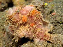 Spotfin Frogfish - Antennatus nummifer
