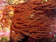 Hawaiian Black Coral - Antipathes griggi