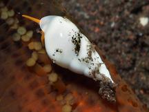 Apicalia echinasteri - Apicalia echinasteri