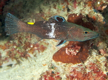 Arrowhead Soapfish - Belonoperca chabanaudi
