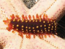 Sea Star Scale Worm - Asterophilia carlae