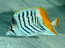 Atoll Butterflyfish - Chaetodon mertensii