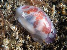 Striped Atys - Atys semistriatus