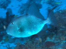 Gray Triggerfish - Balistes capriscus
