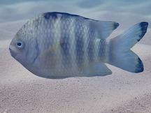 Banded Sergeant - Abudefduf septemfasciatus