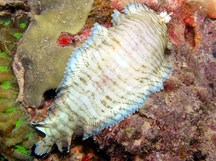 Banded Sole - Soleichthys heterorhinos