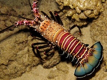 Banded Spiny Lobster - Panulirus marginatus