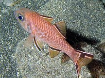 Bandfin Cardinalfish - Pristiapogon taeniopterus