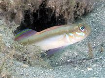 Banner Goby - Microgobius microlepis