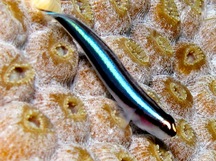 Barsnout Goby - Elacatinus illecebrosus