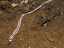 Striped Ribbon Worm - Baseodiscus hemprichii