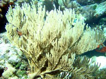 Bent Sea Rod - Plexaurella flexuosa
