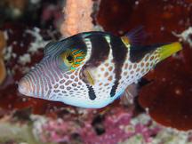 Black-Saddled Toby - Canthigaster valentini