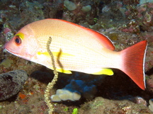 French Polynesian Reefs - Snappers - Show all