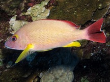 French Polynesian Reefs - Snappers - Show all