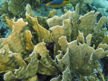 Blade Fire Coral - Millepora Complanata