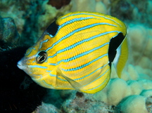 Bluestripe Butterflyfish - Chaetodon fremblii