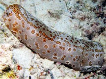 Leopard Sea Cucumber - Bohadschia argus