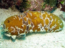 Ocellated Sea Cucumber - Bohadschia ocellata