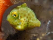 Puffer Filefish - Brachaluteres taylori