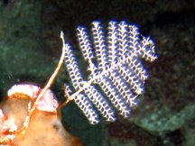 Tropical Reefs - Thecate Hydroids - Show all