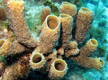 Branching Vase Sponge - Callyspongia vaginalis